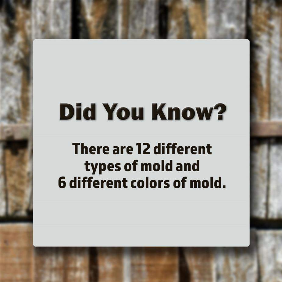 SERVPRO mold facts image
